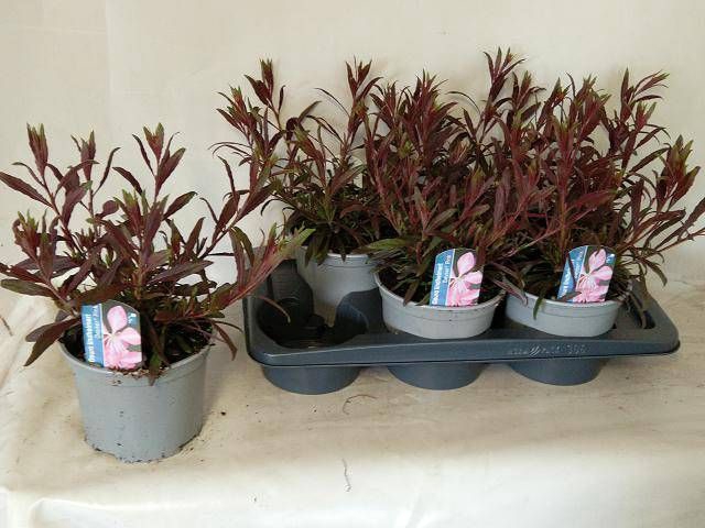 <h4>GAUR LI GEYSER PINK</h4>