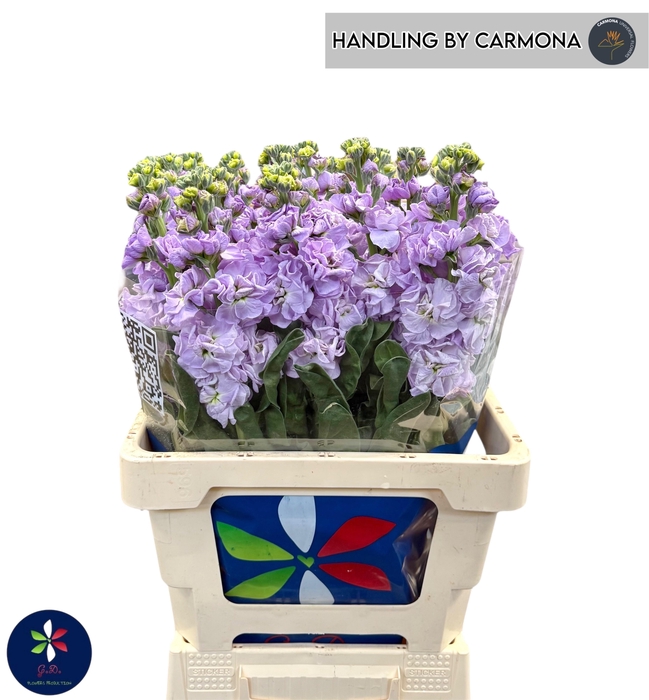 <h4>MATTH IRON MARINE</h4>