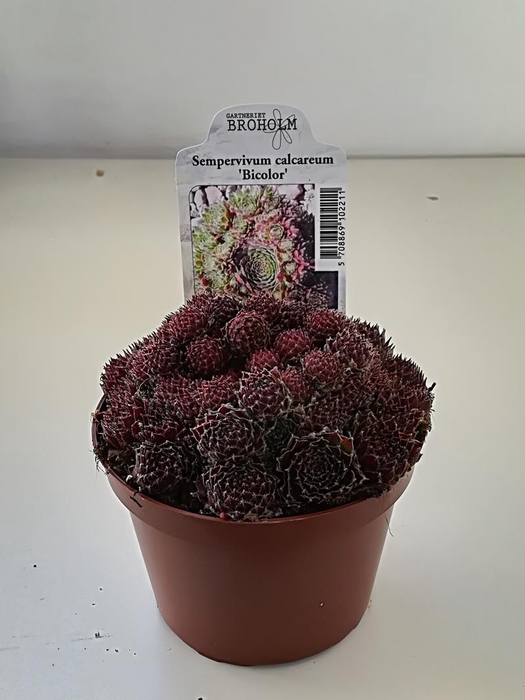 <h4>SEMPERVIVUM-HYBRID P11 Z. ETIKET</h4>