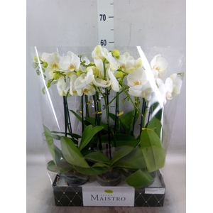 Phalaenopsis   ...white