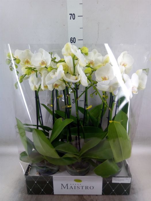 <h4>Phalaenopsis   ...white</h4>