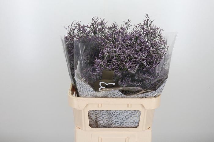 <h4>Limon Safora Lilac</h4>