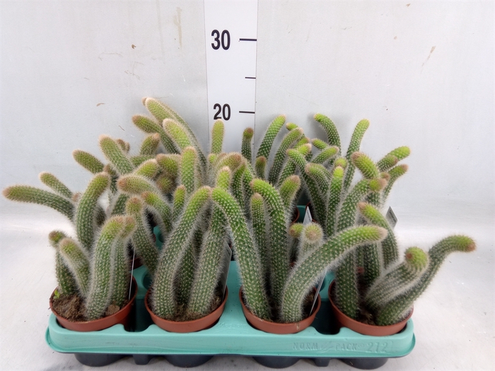 <h4>Cactus   ...</h4>