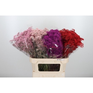 Gypsophila Kleurbehandeld