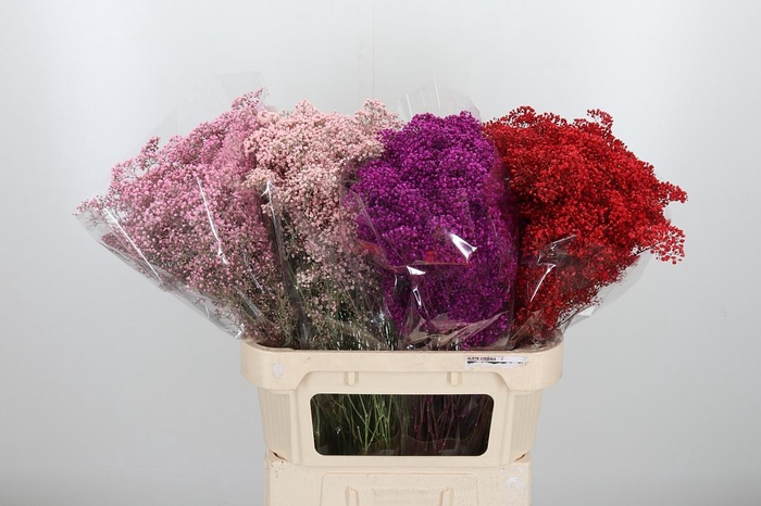 <h4>Gypsophila Kleurbehandeld</h4>