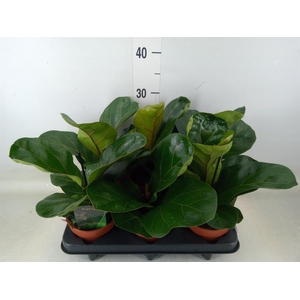Ficus lyrata 'Bambino'