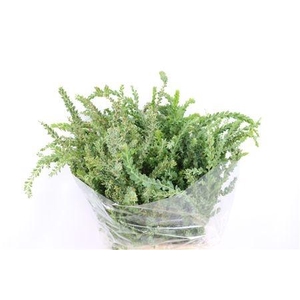 ACACIA BAILEYA BL BS