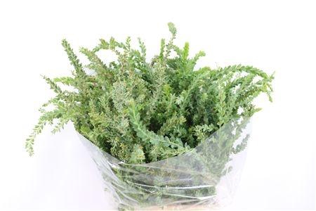 <h4>ACACIA BAILEYA BL BS</h4>