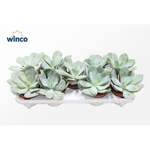 Echeveria Laui Hybride