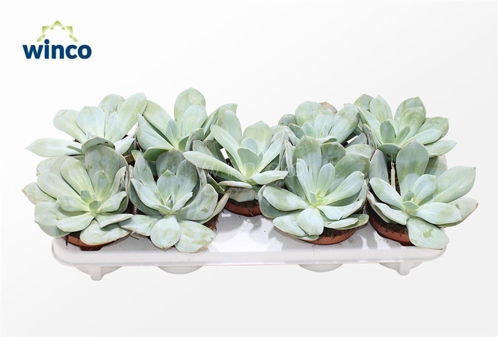 <h4>Echeveria Laui Hybride</h4>
