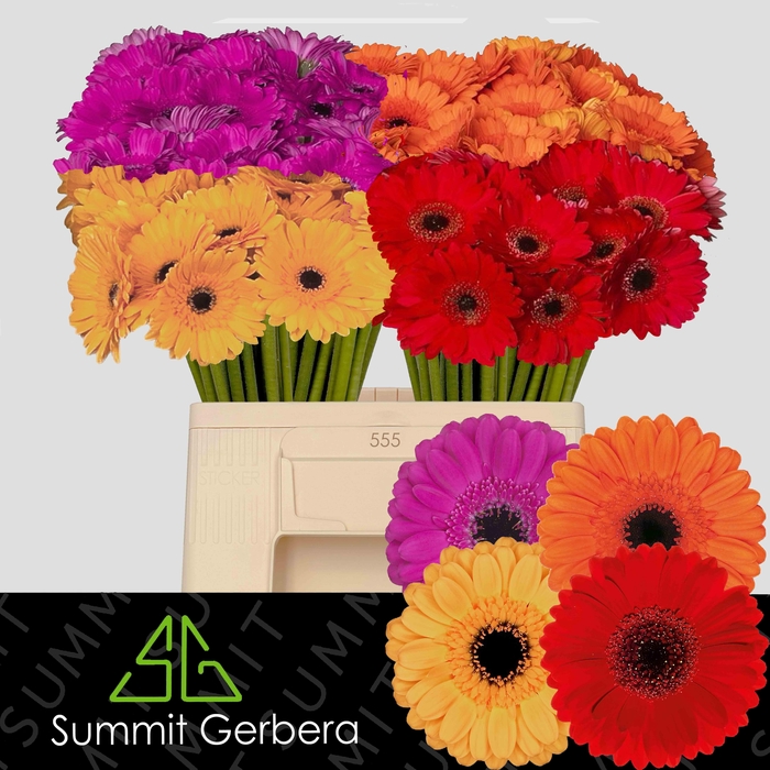 <h4>Germini Mix Water/Hoes x80</h4>