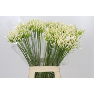 Agapanthus EYFORI White