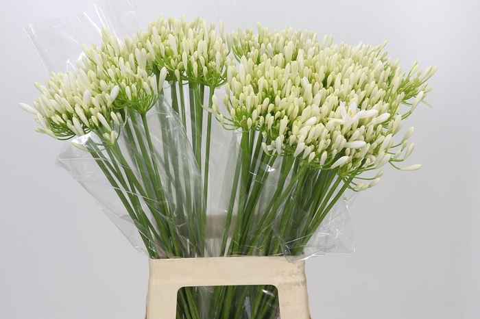 <h4>Agapanthus EYFORI White</h4>