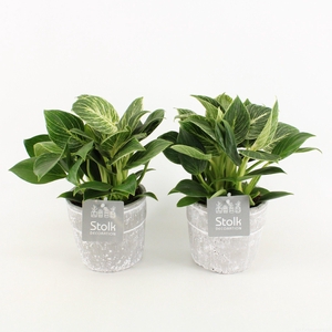 Philodendron White Wave in Stone Look pot