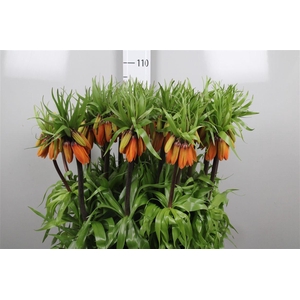 Fritillaria Orange Beauty