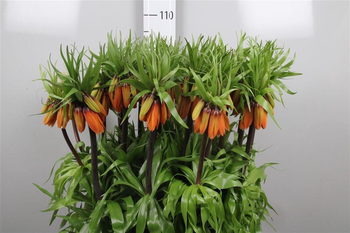 <h4>Fritillaria Orange Beauty</h4>