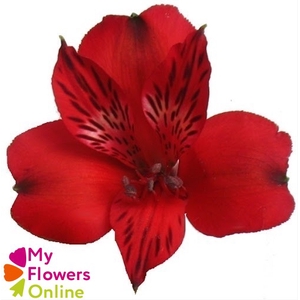 Alstr Perfection  Red 80cm CO