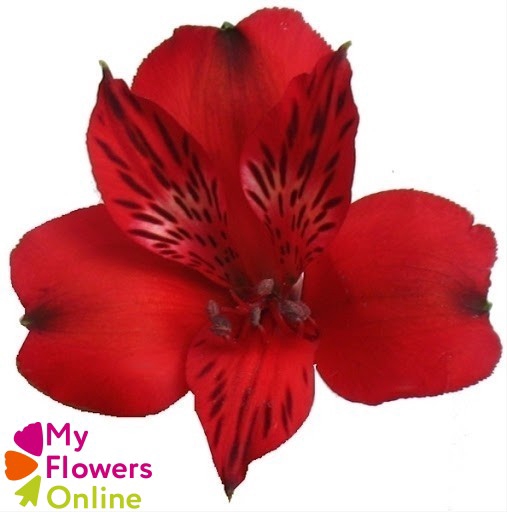 <h4>Alstr Perfection  Red 80cm CO</h4>