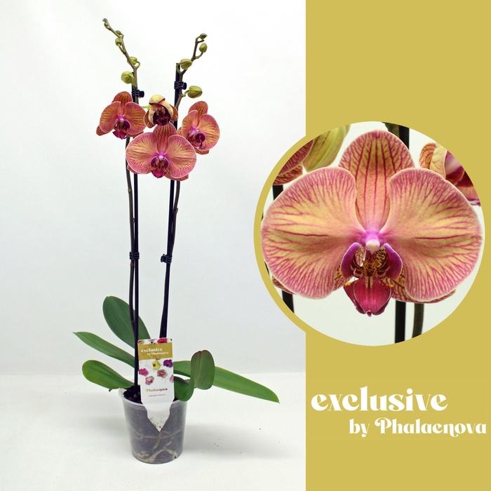 <h4>Helena 2-tak 70cm (GROEN)</h4>