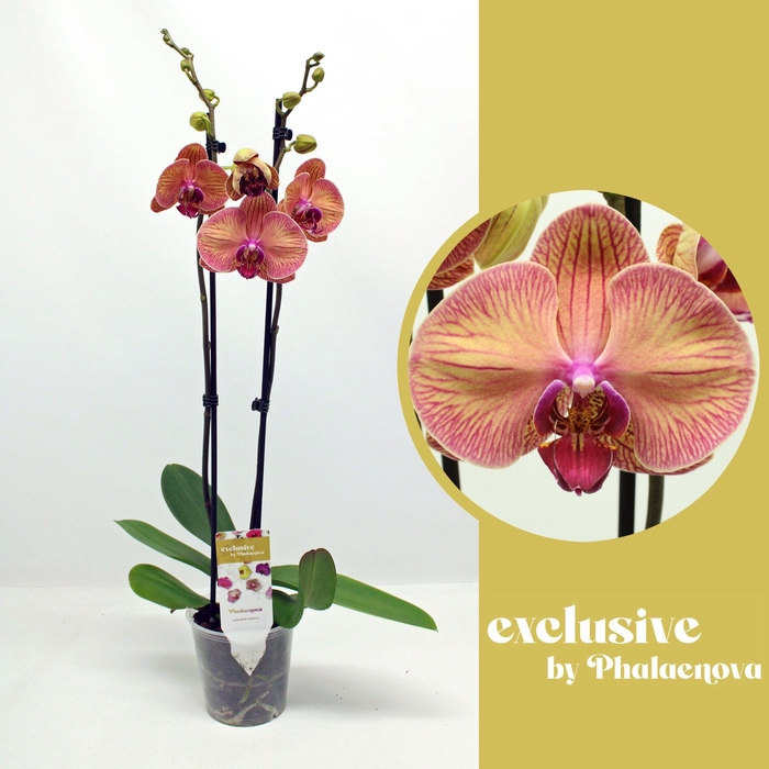 <h4>Helena 2-tak 70cm (GROEN)</h4>