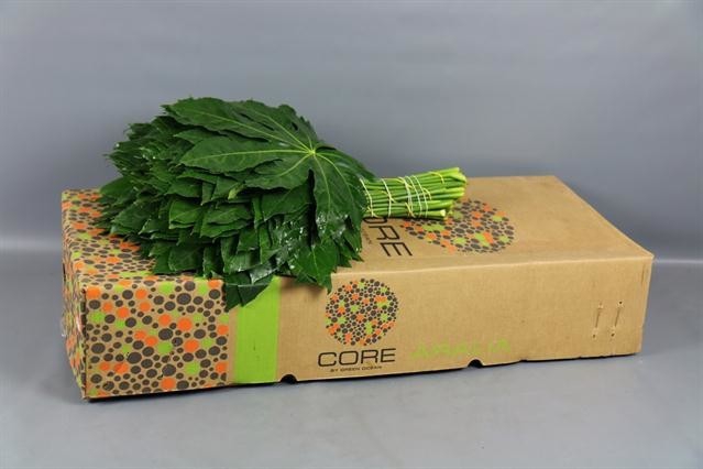 ARALIA CORE 60CM