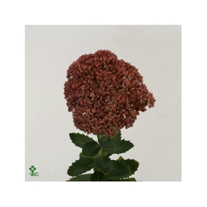 Mono Sedum x 5