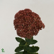<h4>Mono Sedum x 5</h4>