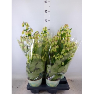 Kalanchoe  'Magic Bell'