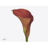 Calla Sunset Passion