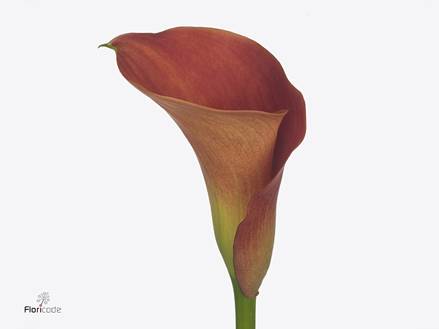 <h4>Calla Sunset Passion</h4>