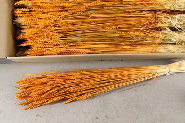 Df Triticum Bs Orange