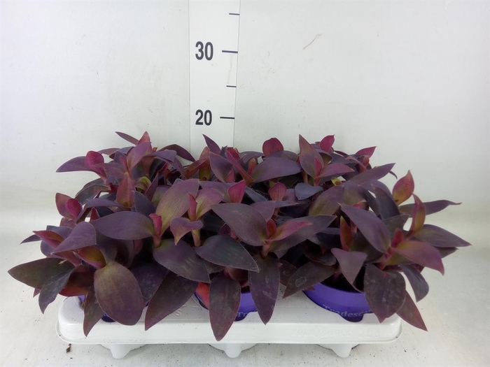 <h4>Tradescantia   ...</h4>