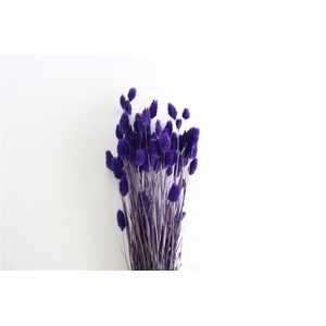 Dried Phalaris X5 Purple Bunch