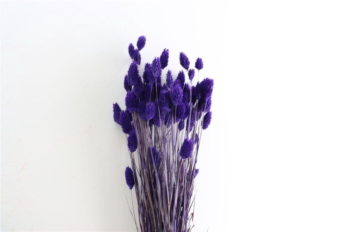 <h4>Dried Phalaris X5 Purple Bunch</h4>