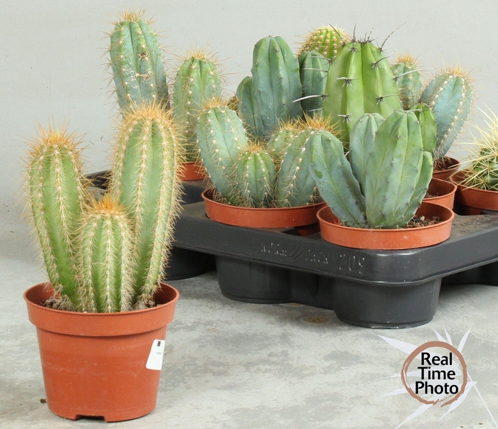 <h4>CACTUS OV</h4>