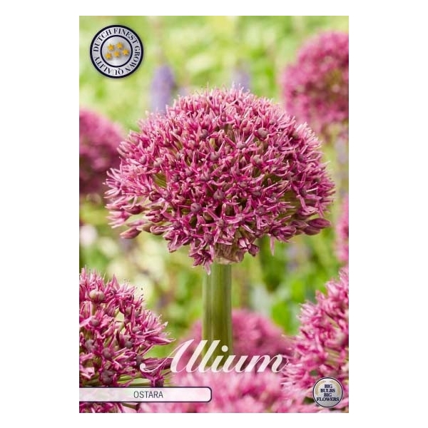 <h4>Allium ostara x 3 14/16</h4>