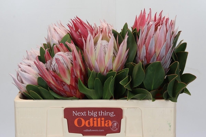 <h4>Protea Cynaroides</h4>