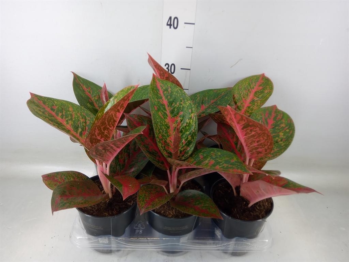 <h4>Aglaonema ...</h4>