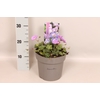 vaste planten 19 cm  Geranium Bloom Me Away