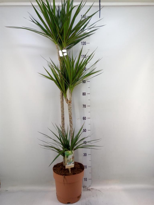 <h4>Dracaena marg.</h4>