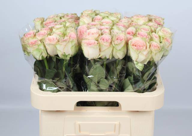 <h4>R GR ESPERANCE</h4>