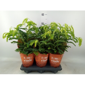 Tamarindus indica