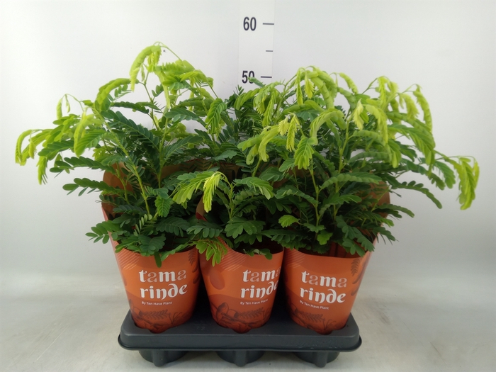 <h4>Tamarindus indica</h4>