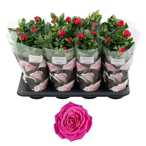 Nolina Roses Ø 13 cm Dark pink