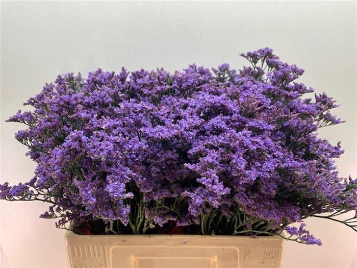 <h4>LIM MAINE BLUE</h4>