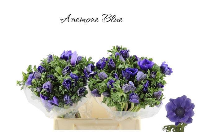 <h4>ANEM CO GALIL BLAUW</h4>