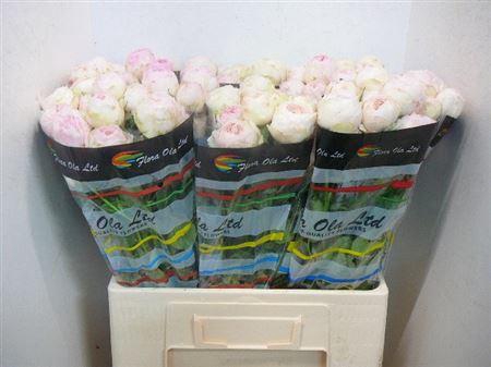 <h4>R Tr Mansfield Park</h4>