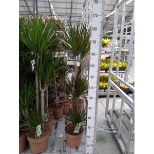 Dracaena marg. 'Magenta'