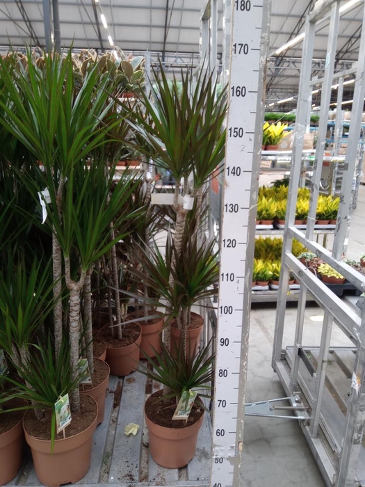 <h4>Dracaena marg. 'Magenta'</h4>