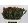 Leucadendron Blush Spray